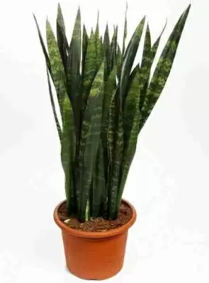 Сансевиерия Блэк Корал Сансевиерия Блэк Корал