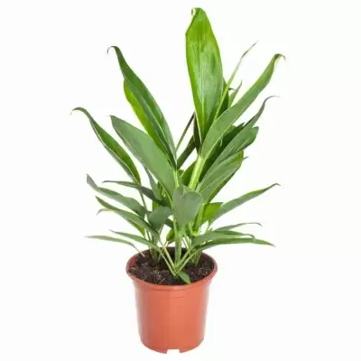 Кордилина Чоколейт Куин