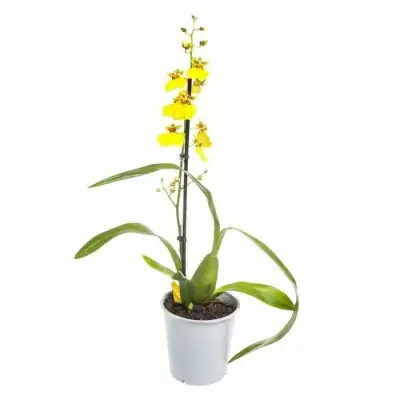 Онцидиум Жёлтый 1 ст