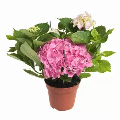 Гортензия розовая Гортензия розовая
