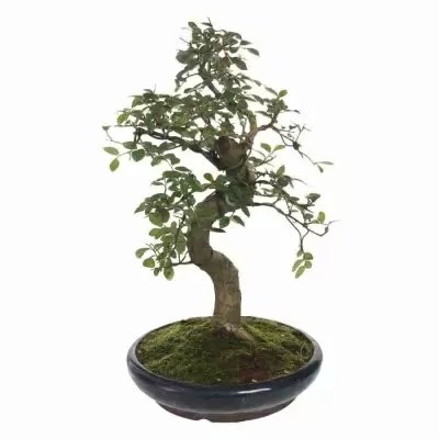 Бонсай Вяз изогнутый