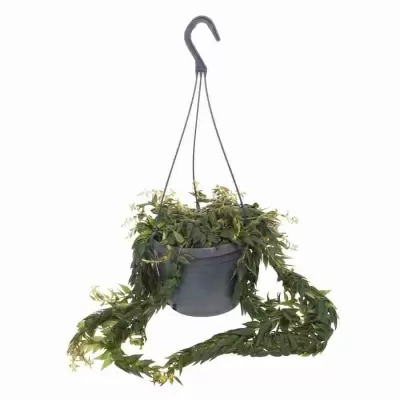 Эсхинантус Красивый Эсхинантус Красивый