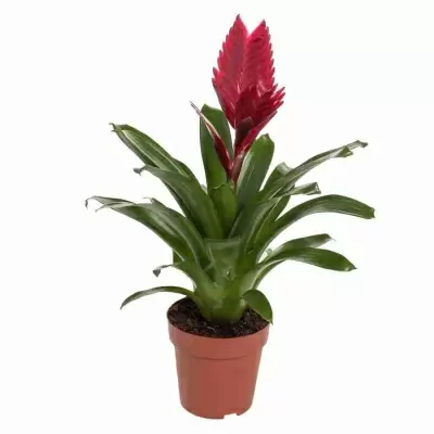 Вриезия Бордо