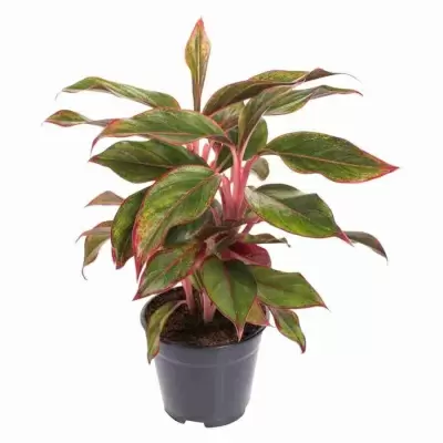 Аглаонема Сьюзи