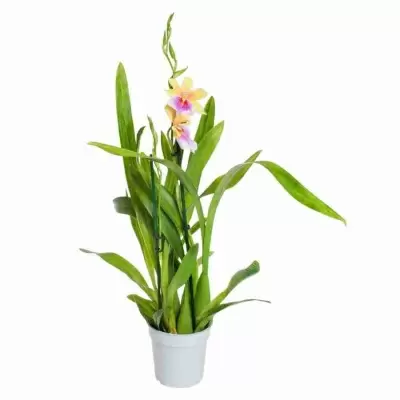 Мильтония Сансет 2 ст