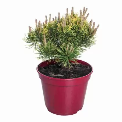 Сосна горная Бенжамин