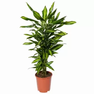 Драцена фрагранс Чинто разветвленная