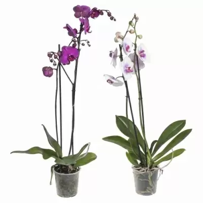 Фаленопсис Осенний