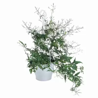 Жасмин многоцветковый ампельный