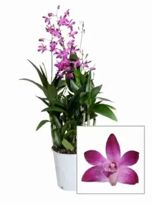 Дендробиум Санок Пинк Пати 1 ст
