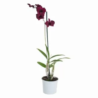 Дендробиум Санок Тай Блэк 1 ст