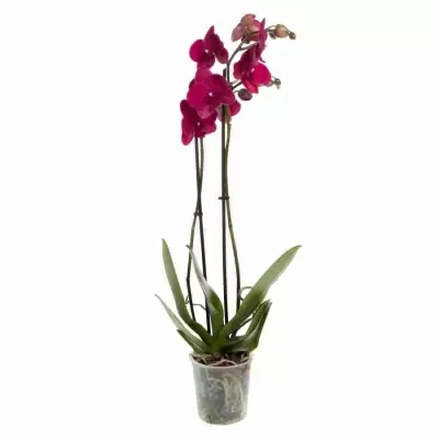 Фаленопсис Кармела