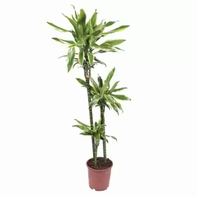 Драцена фрагранс Артуро 3 ст