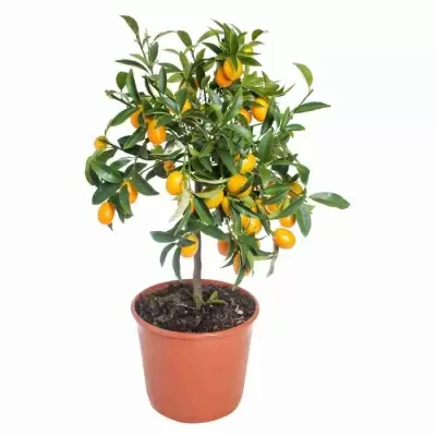 Кумкват  Кумкват