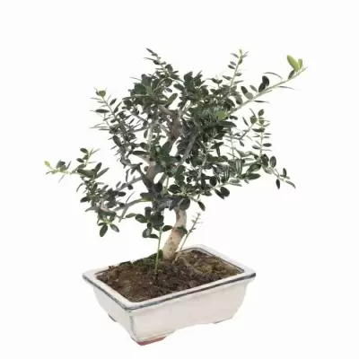 Бонсай Муррайя Паникулата