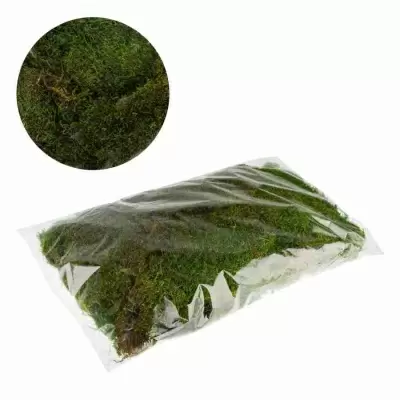 Мох лесной плоский  Мох лесной плоский