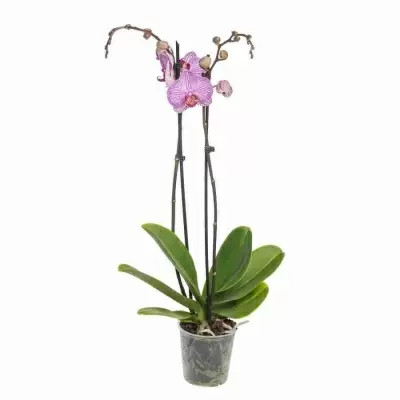 Фаленопсис Моника