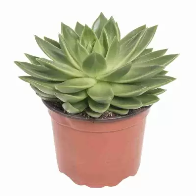 Эхеверия Элеганс