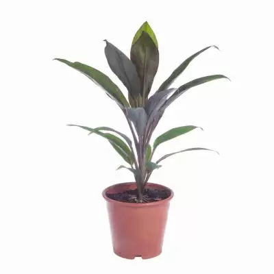 Кордилина Киви