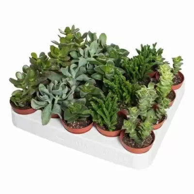 Крассула Микс