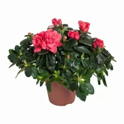 Азалия индика красная Азалия индика красная