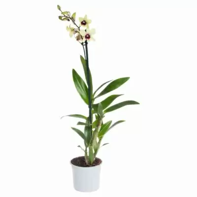 Дендробиум Санок Банана Шоколад 1 ст