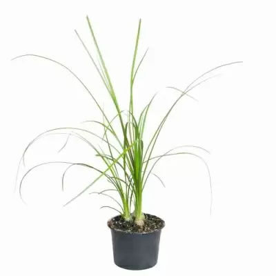 Нолина 3 лук