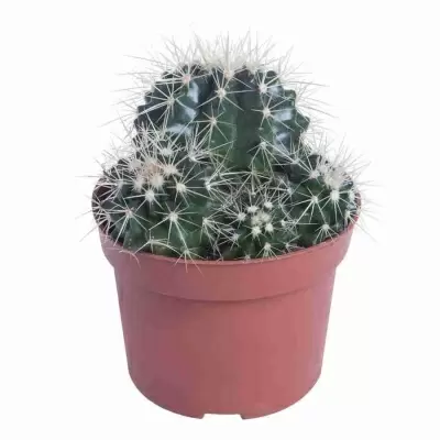 Эхинопсис эйриеза