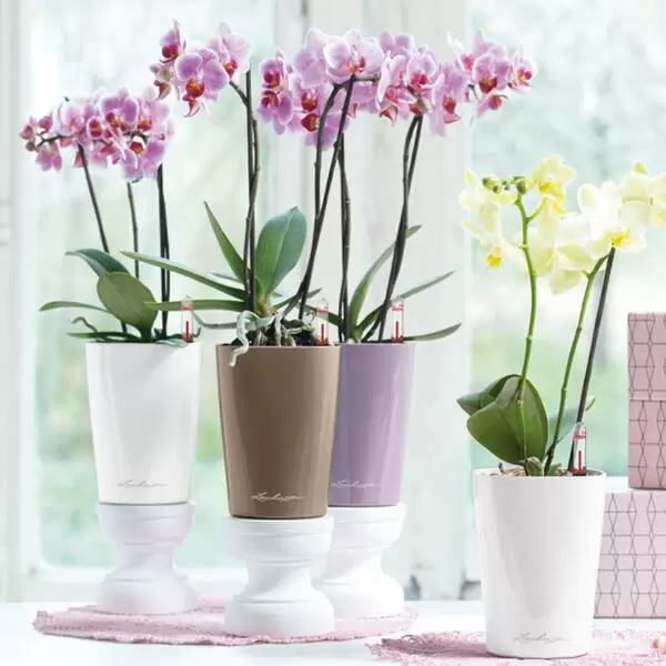Орхидеи в кашпо лечуза