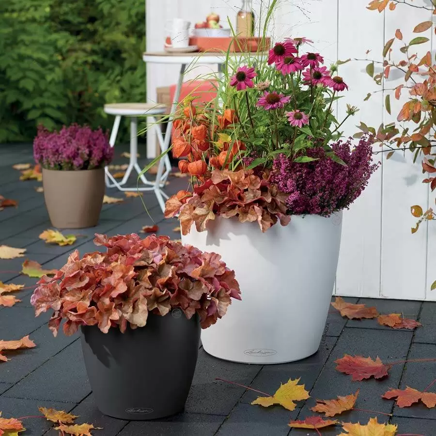 Лечуза Классико Колор