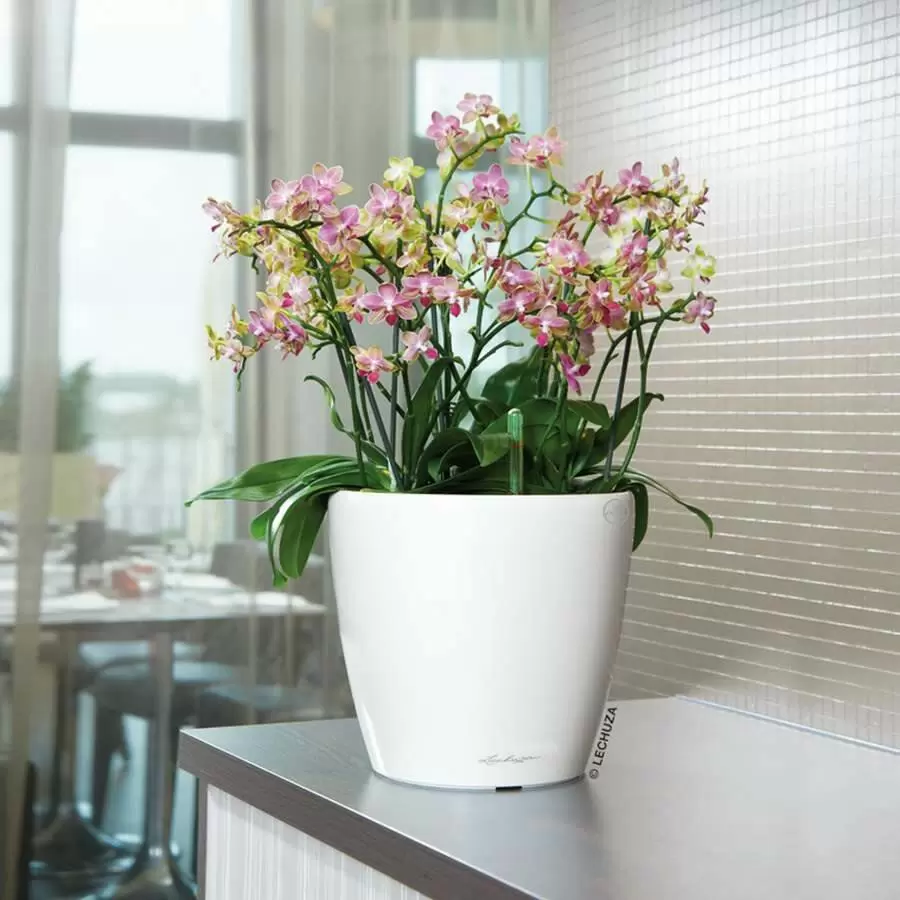 Лечуза классико лс белый