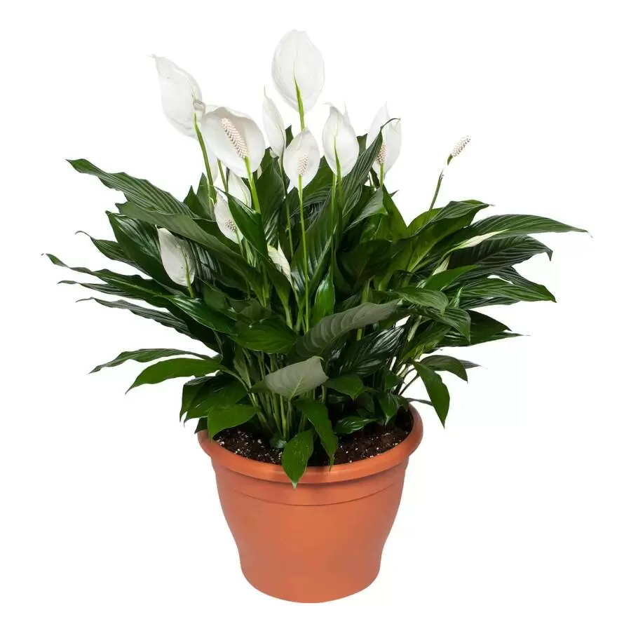 спатифиллум в кашпо