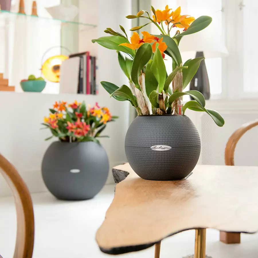 Лечуза Пуро кашпо