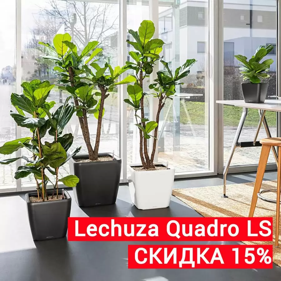 Lechuza (Лечуза) Quadro LS