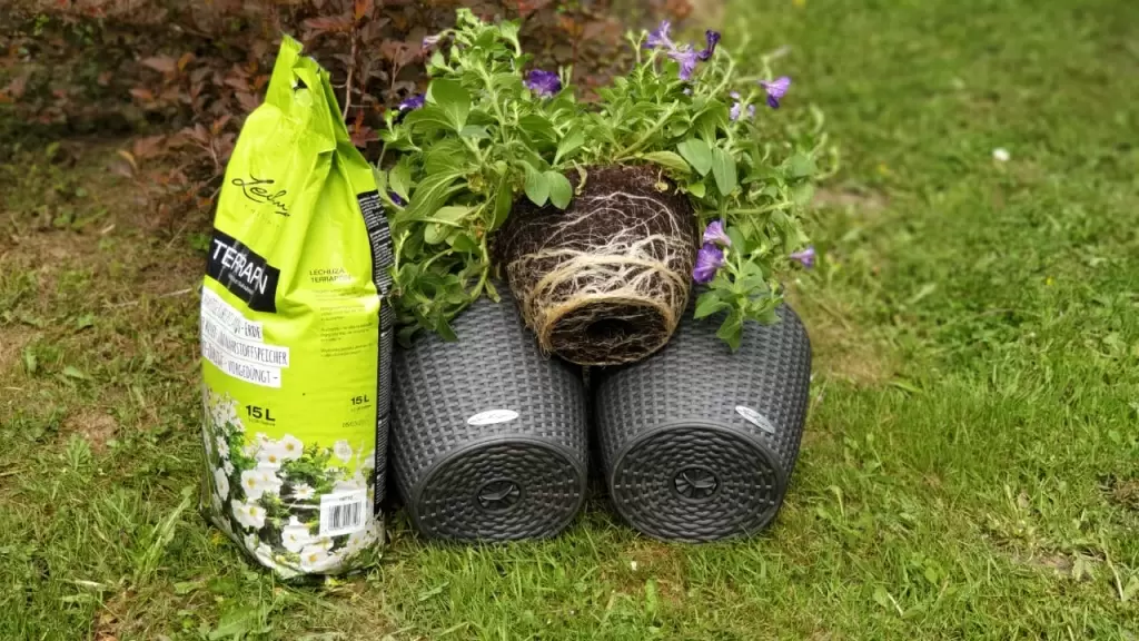 извлекаем петунию из транспортировочного горшка извлекаем растение из транспортировочного горшка