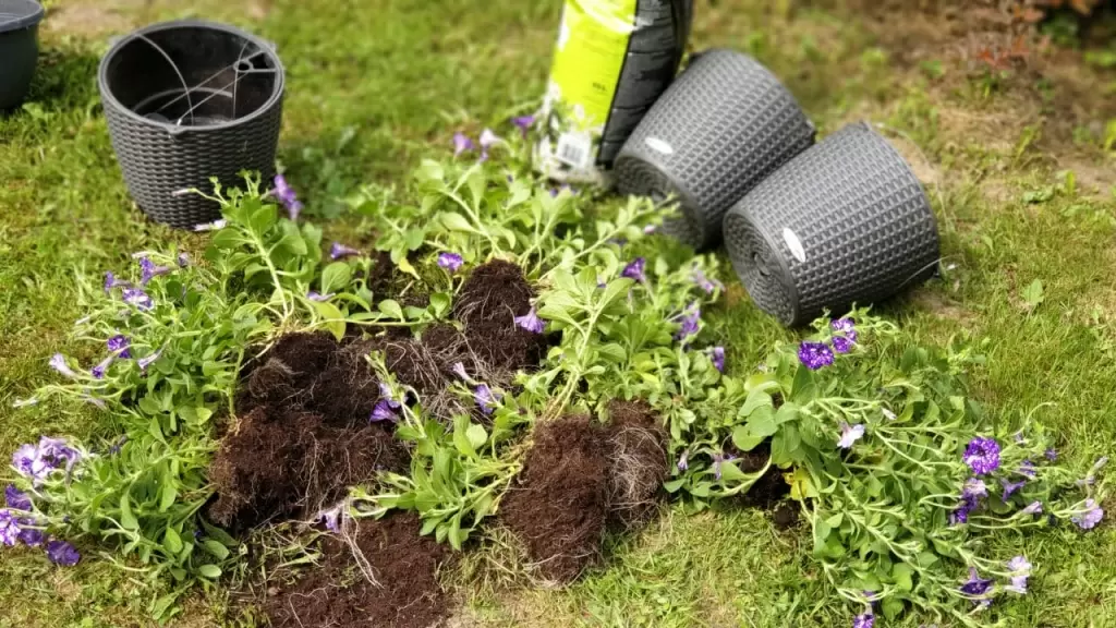 убираем лишнюю землю с корней очищаем земляной ком