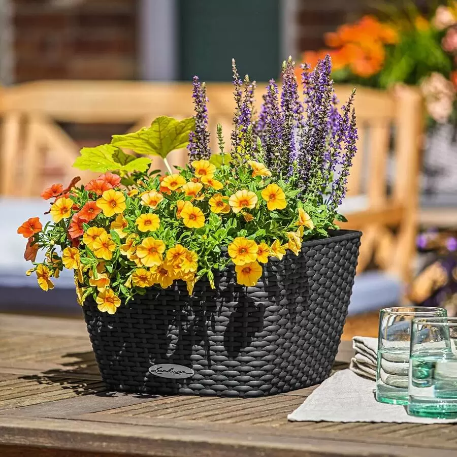 кашпо лечуза