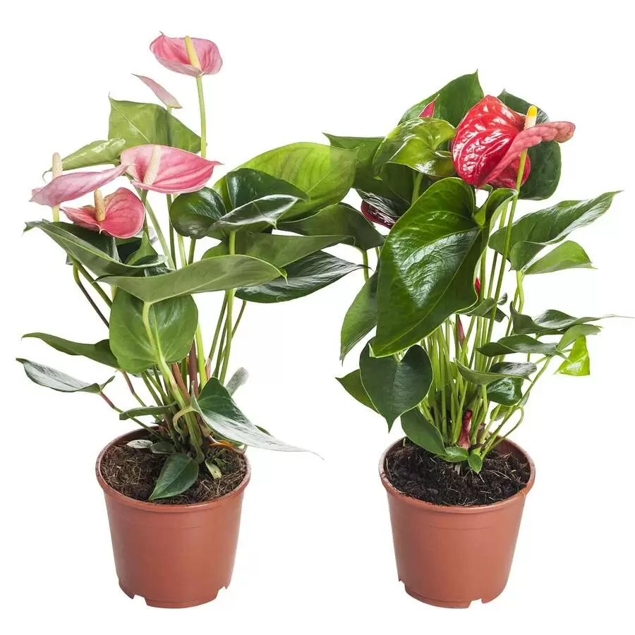 Антуриум в кашпо