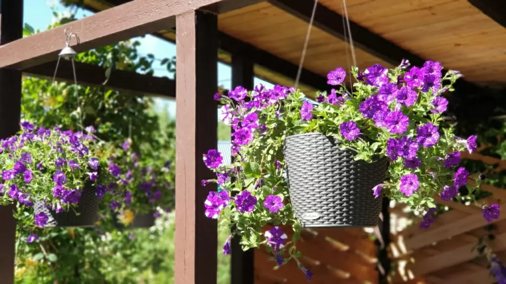 вешаем кашпо с петунией в нужном месте вешаем кашпо в нужном месте