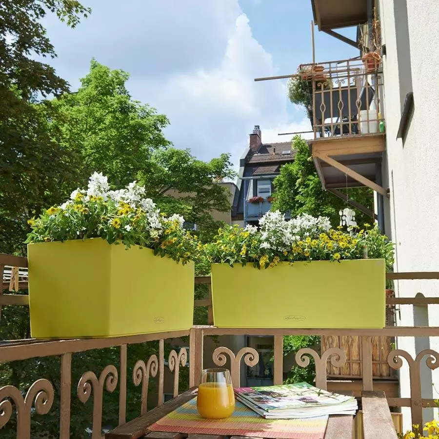 лечуза балконера