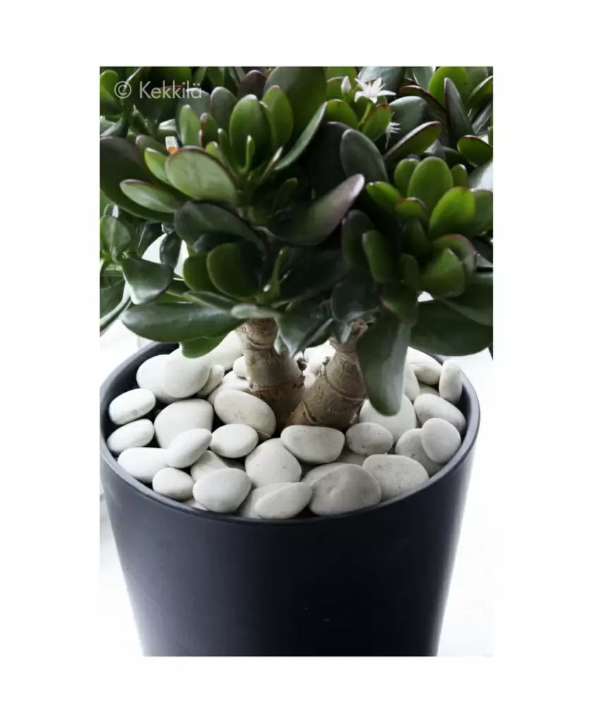 2623_b.jpg 2623_b.jpg