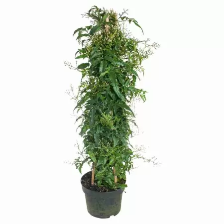 Жасмин многоцветковый пирамида