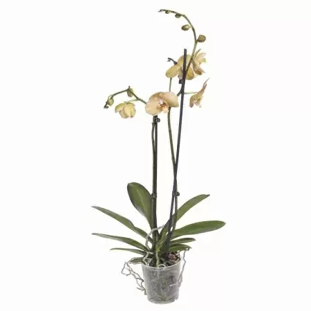 Фаленопсис Карина 2 ст