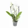 Фаленопсис Белый каскад 2 ст