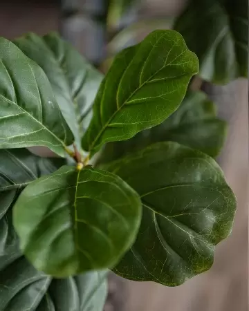 Фикус Лирата искусственный