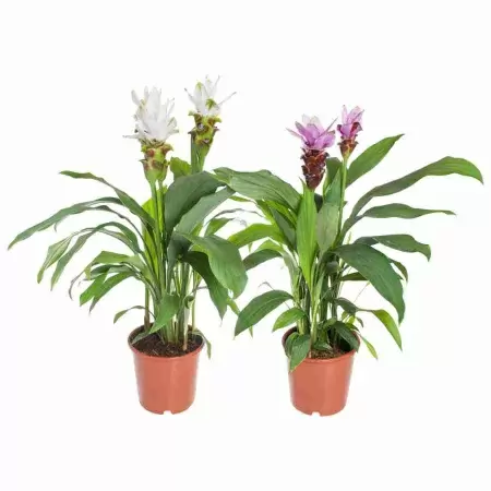 Куркума микс