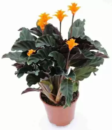 Калатея кроката Тассминия