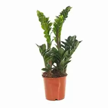 Замиокулькас Зенси