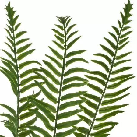 Ветки искусственного папоротника