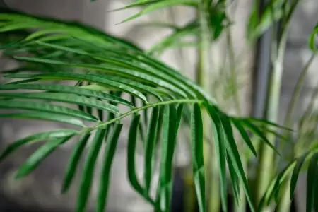 Пальма Арека искусственная Пальма Арека искусственная